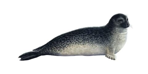 Common seal