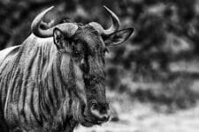antylopa gnu