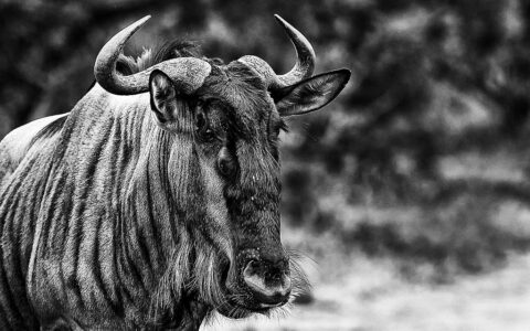 antylopa gnu