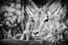antylopa springbok