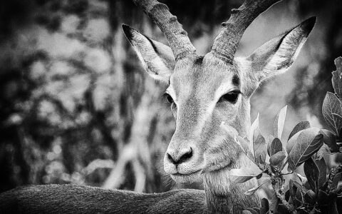 antylopa springbok