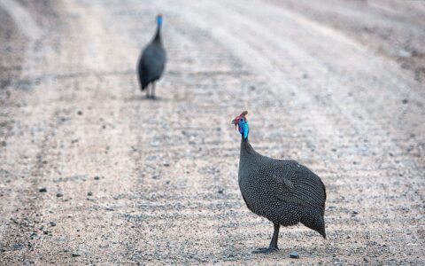 bush runners (Kruger NP)