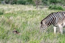 zebra ze źrebakiem (PN Krugera)