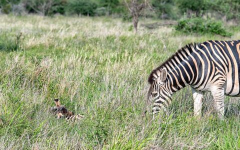 zebra ze źrebakiem (PN Krugera)