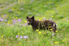 Arctic fox in Hornstrandir