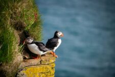 Puffins in Latrabjarg