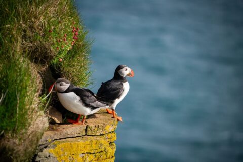 Maskonury na Latrabjarg