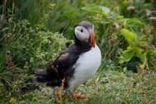 A puffin on the slopes of the Dyrhólaey peninsula