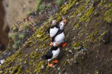 Young puffins on the slopes of Dyrhólaey