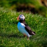 maskonur on Vestmannaeyjar