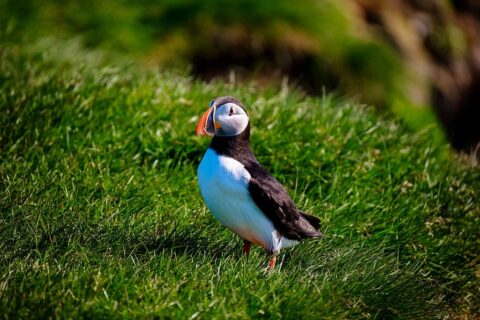 maskonur na Vestmannaeyjar