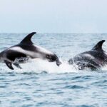 white-beaked dolphins