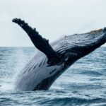 humpback whale jumping over water