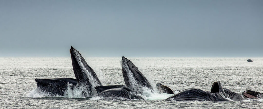 feeding humpback whales