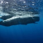 sperm whale just below the surface of the water