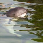 porpoise up close