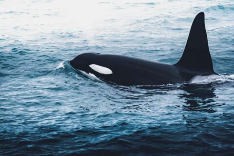 Killer whale