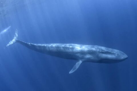 blue whale