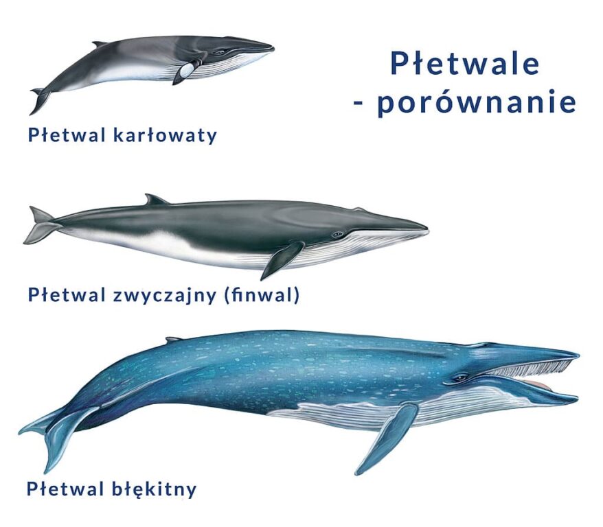 comparison of features and sizes of fins