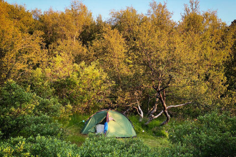 a tent pitched in Basar Hut greenery