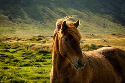 Top 10 Things You Need to Do in Iceland