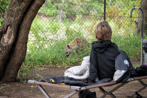 Camping in Kruger Park, South Africa