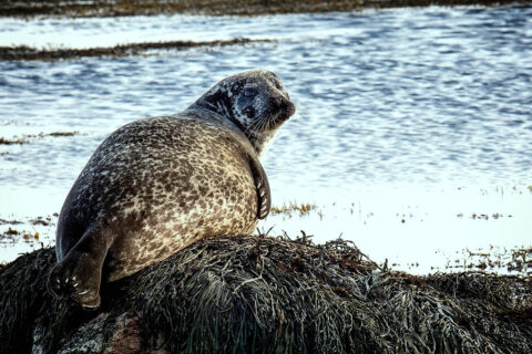 Gray seal on the shore at Ytri Tunga