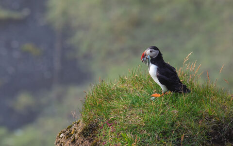 Atlantic puffin