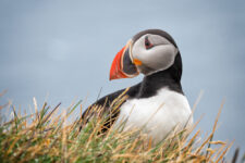 maskonur (puffin)